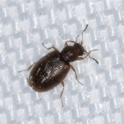 Corticariinae (subfamily) (Mould beetle, minute brown scavenger beetle) at Melba, ACT - 22 Feb 2025 by kasiaaus