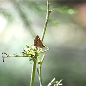 Dispar compacta (Barred Skipper) at Weston, ACT - 28 Feb 2025 by AliceH