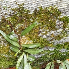 Unidentified Moss, Liverwort or Hornwort by MazzV