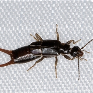 Unidentified Earwig (Dermaptera) at Melba, ACT - 22 Feb 2025 by kasiaaus