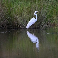 Ardea alba (Great Egret) at Woodlands, NSW - 23 Feb 2025 by Freebird