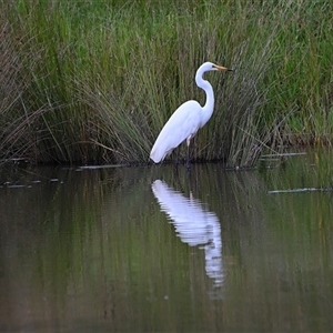 Ardea alba (Great Egret) at Woodlands, NSW - 23 Feb 2025 by Freebird