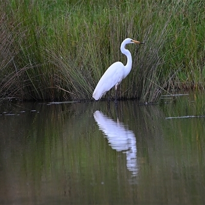 Ardea alba (Great Egret) at Woodlands, NSW - 23 Feb 2025 by Freebird