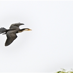 Microcarbo melanoleucos (Little Pied Cormorant) at Woodlands, NSW - 23 Feb 2025 by Freebird