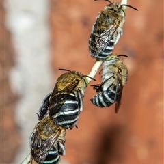 Amegilla sp. (genus) (Blue Banded Bee) at Bargo, NSW - 27 Feb 2025 by Snows