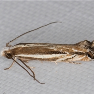 Erechthias acontistes at Melba, ACT - 22 Feb 2025 11:28 PM