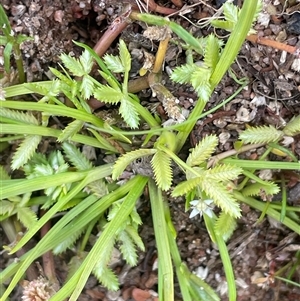 Cyperus sp. (A Sedge) at Braidwood, NSW - 22 Feb 2025 by JaneR