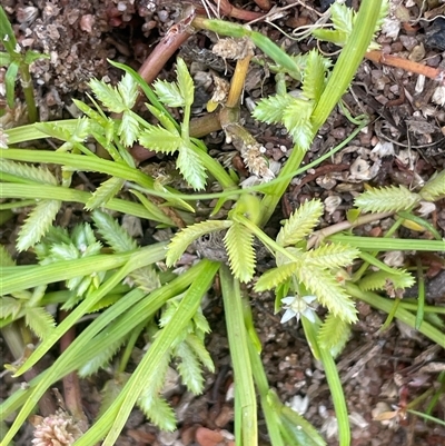 Cyperus sp. (A Sedge) at Braidwood, NSW - 22 Feb 2025 by JaneR