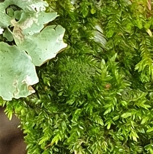 Unidentified Moss, Liverwort or Hornwort by MazzV