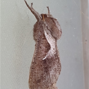 Elhamma australasiae (A Swift or Ghost moth (Hepialidae)) at Penrose, NSW - 28 Feb 2025 by Aussiegall