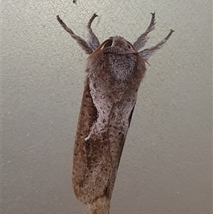 Elhamma australasiae at Penrose, NSW - suppressed