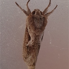 Elhamma australasiae at Penrose, NSW - suppressed