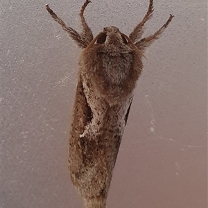 Elhamma australasiae at Penrose, NSW - suppressed