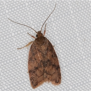 Oligoloba severa at Melba, ACT - 22 Feb 2025 11:31 PM