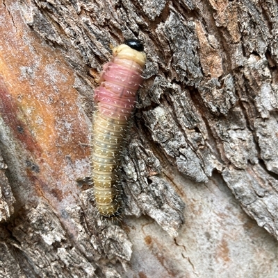 Symphyta (suborder) (Unidentified Sawfly) at Moonan Brook, NSW - 21 Feb 2025 by ICrawford