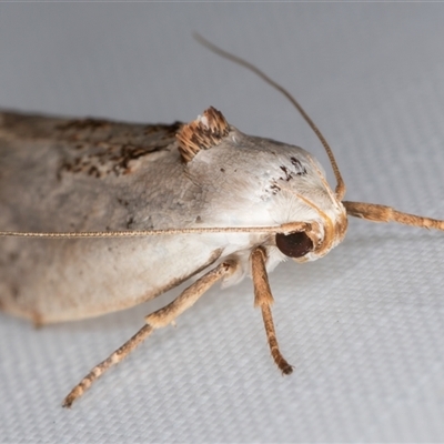 Tymbophora peltastis (A Xyloryctid moth (Xyloryctidae)) at Melba, ACT - 22 Feb 2025 by kasiaaus