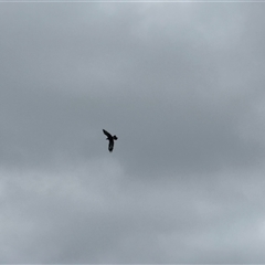 Aquila audax (Wedge-tailed Eagle) at Orangeville, NSW - 26 Feb 2025 by belleandjason