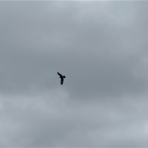 Aquila audax at Orangeville, NSW - 26 Feb 2025 01:17 PM
