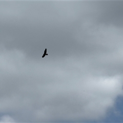 Aquila audax at Orangeville, NSW - 26 Feb 2025 01:17 PM