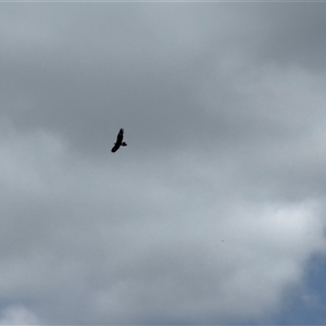 Aquila audax at Orangeville, NSW - 26 Feb 2025 01:17 PM