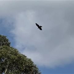Aquila audax at Orangeville, NSW - 26 Feb 2025 01:17 PM