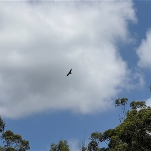 Aquila audax at Orangeville, NSW - 26 Feb 2025 01:17 PM