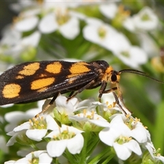 Asura cervicalis (Spotted Lichen Moth) at Yarralumla, ACT - 18 Feb 2025 by TimL