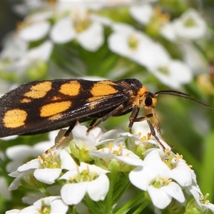 Asura cervicalis (Spotted Lichen Moth) at Yarralumla, ACT - 18 Feb 2025 by TimL