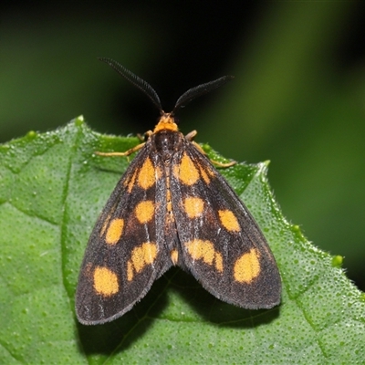 Asura cervicalis (Spotted Lichen Moth) at Yarralumla, ACT - 18 Feb 2025 by TimL