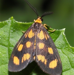 Asura cervicalis at Yarralumla, ACT - 18 Feb 2025 11:17 AM