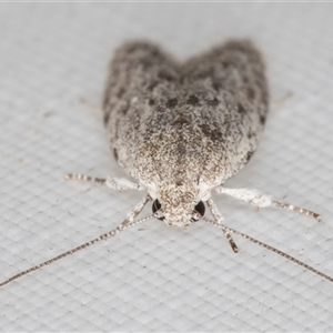 Agriophara undescribed species at Melba, ACT - 23 Feb 2025 12:05 AM