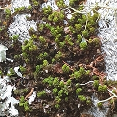 Unidentified Moss, Liverwort or Hornwort by MazzV