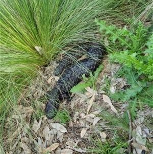 Tiliqua rugosa (Shingleback Lizard) at Yass River, NSW - 28 Feb 2025 by 120Acres