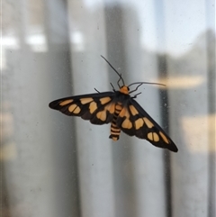 Amata (genus) (Handmaiden Moth) at Yass River, NSW - 4 Jan 2025 by 120Acres