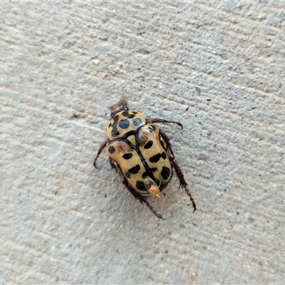 Neorrhina punctatum (Spotted flower chafer) at Yass River, NSW - 6 Jan 2025 by 120Acres