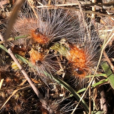 Unidentified Insect at Kungala, NSW - 28 Feb 2025 by donnanchris