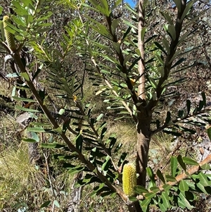 Banksia marginata (Silver Banksia) at Booth, ACT - 28 Feb 2025 by AdamHenderson