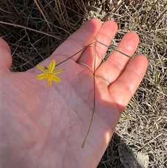 Tricoryne elatior (Yellow Rush Lily) at Cook, ACT - 28 Feb 2025 by lbradley