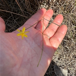 Tricoryne elatior (Yellow Rush Lily) at Cook, ACT - 28 Feb 2025 by lbradley