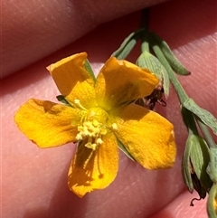 Hypericum gramineum (Small St Johns Wort) at Cook, ACT - 28 Feb 2025 by lbradley