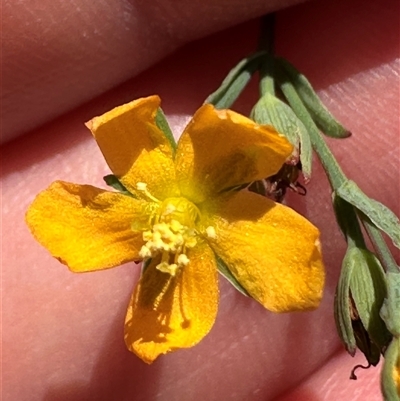 Hypericum gramineum (Small St Johns Wort) at Cook, ACT - 28 Feb 2025 by lbradley