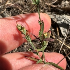 Hypericum gramineum at Cook, ACT - 28 Feb 2025 12:06 PM