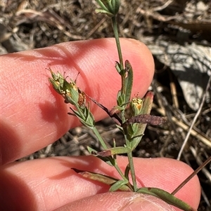 Hypericum gramineum at Cook, ACT - 28 Feb 2025 12:06 PM