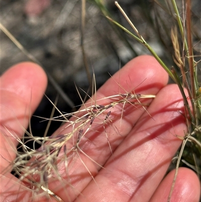 Aristida ramosa (Purple Wire Grass) at Cook, ACT - 28 Feb 2025 by lbradley