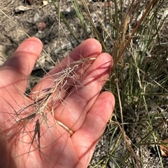 Aristida ramosa at Cook, ACT - 28 Feb 2025 12:07 PM