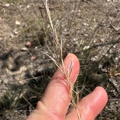 Aristida ramosa at Cook, ACT - 28 Feb 2025 12:07 PM