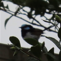 Malurus cyaneus (Superb Fairywren) at Aranda, ACT - 25 Feb 2025 by lbradley