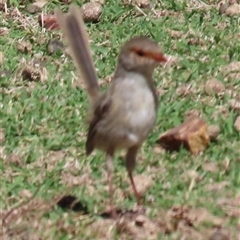 Malurus cyaneus (Superb Fairywren) at Aranda, ACT - 28 Feb 2025 by lbradley