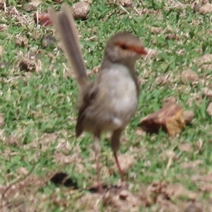 Malurus cyaneus (Superb Fairywren) at Aranda, ACT - 28 Feb 2025 by lbradley