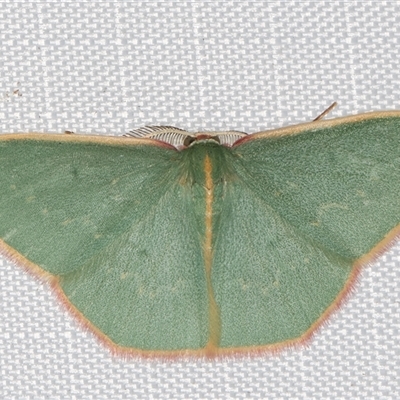 Chlorocoma vertumnaria (Red-fringed Emerald) at Melba, ACT - 23 Feb 2025 by kasiaaus